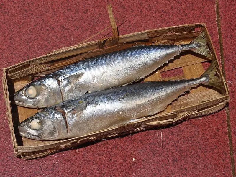 Dua ekor ikan cue kembung kukus bergaram dalam besek bambu dari pasar di Bogor