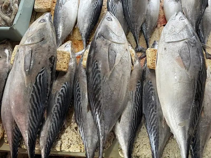Deretan ikan tongkol segar utuh dengan punggung bergaris gelap dijajarkan di lapak ikan