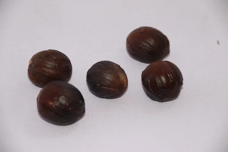 Lima butir biji pala kering berwarna cokelat tua di atas alas putih