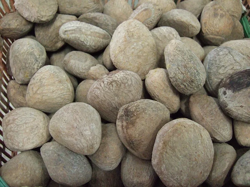 Tumpukan biji kluwek utuh bercangkang keras cokelat keabuan dalam keranjang