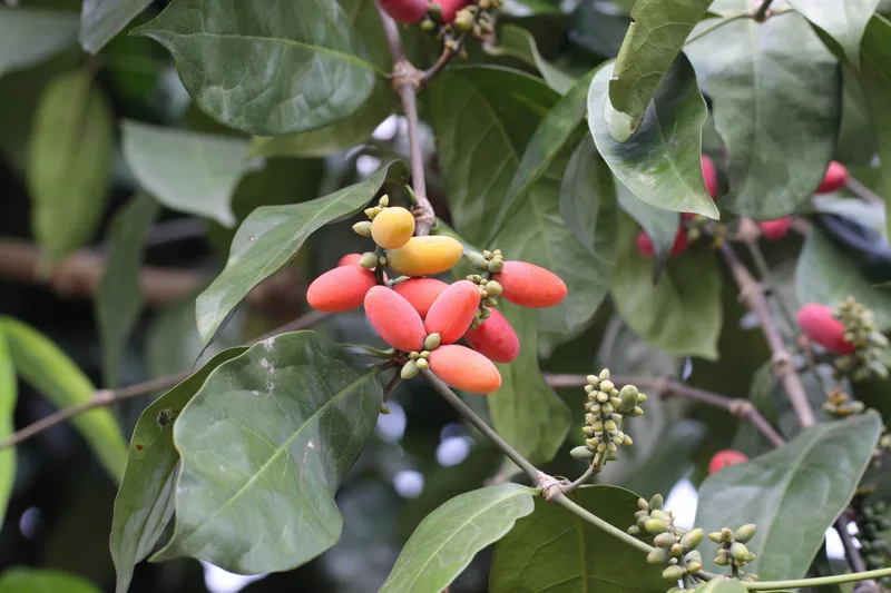 Buah melinjo berwarna merah dan kuning bergelantungan di antara daun hijau pohon melinjo