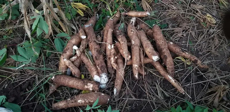 Umbi singkong segar yang baru dipanen bertumpuk di atas tanah dan rumput