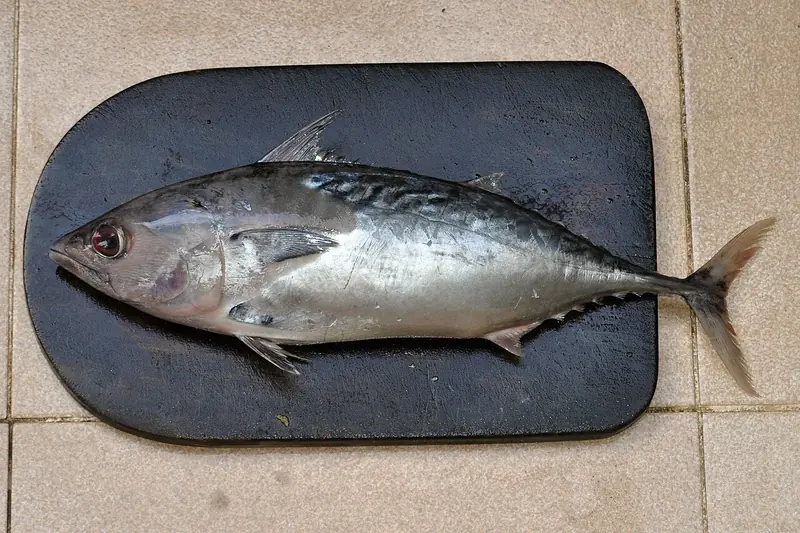Seekor ikan tongkol utuh sekitar 30 cm dari pasar Jakarta di atas talenan hitam