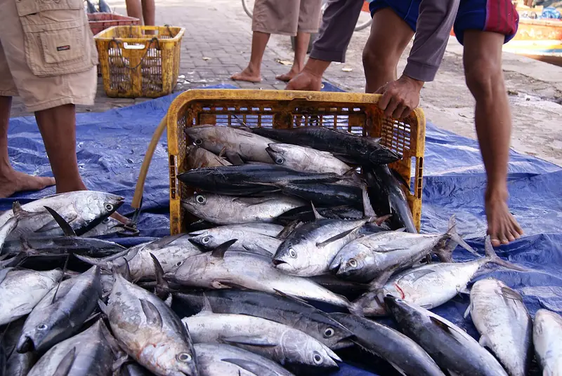 Tumpukan ikan tongkol hasil tangkapan di atas terpal biru di pelabuhan Karimun Jawa