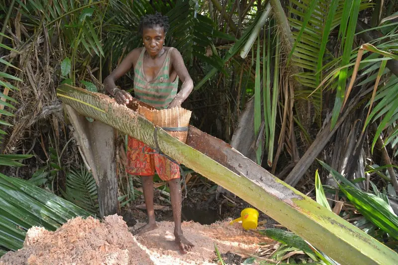 Perempuan Papua mengolah empulur batang sagu untuk diambil patinya di tengah hutan